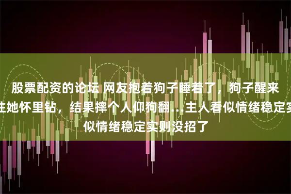 股票配资的论坛 网友抱着狗子睡着了，狗子醒来后想撒娇往她怀里钻，结果摔个人仰狗翻…主人看似情绪稳定实则没招了